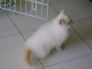 anak kucing persia putih (lagi-lagi) lagi lagi anak kucing persia putih