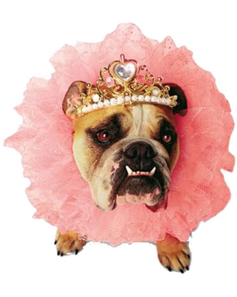 Large Dog Princess Costume Pictures, Images and Photos