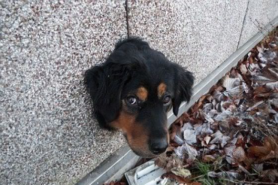 DogWall2.jpg
