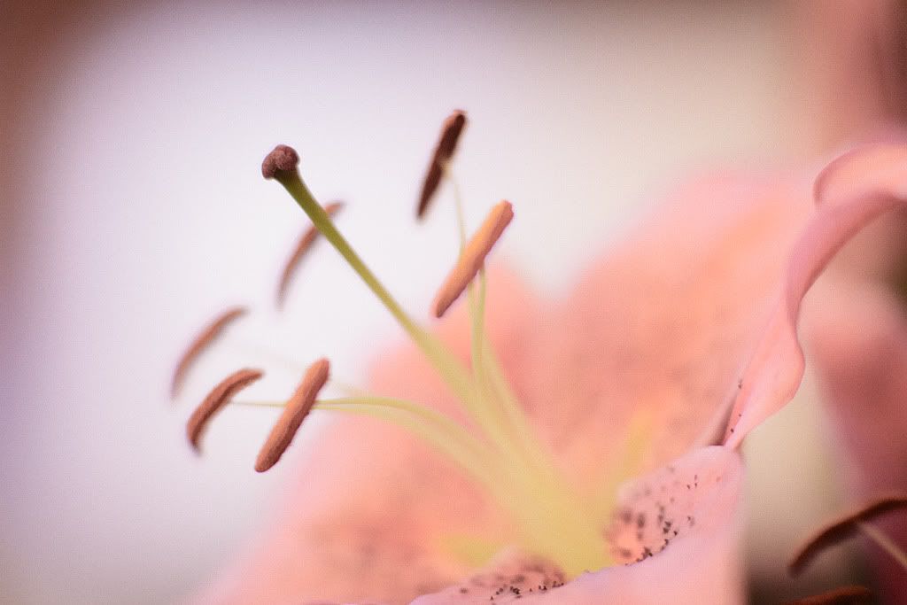 IMAGE: http://i418.photobucket.com/albums/pp263/ThisIsHey/Lily_1.jpg