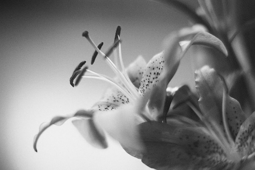 IMAGE: http://i418.photobucket.com/albums/pp263/ThisIsHey/Lily_2.jpg