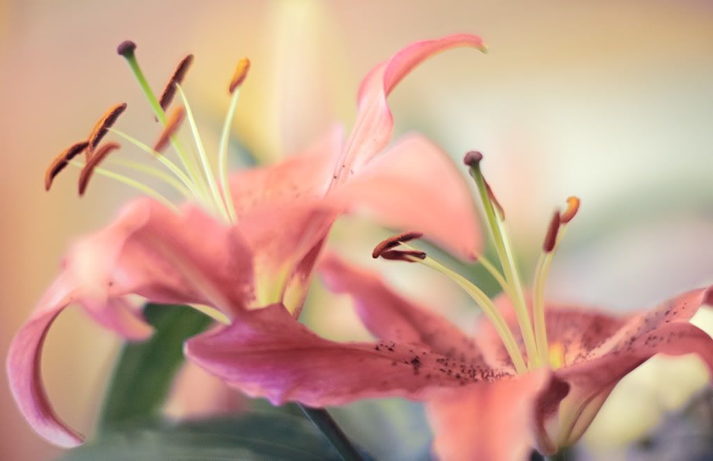 IMAGE: http://i418.photobucket.com/albums/pp263/ThisIsHey/Lily_3.jpg