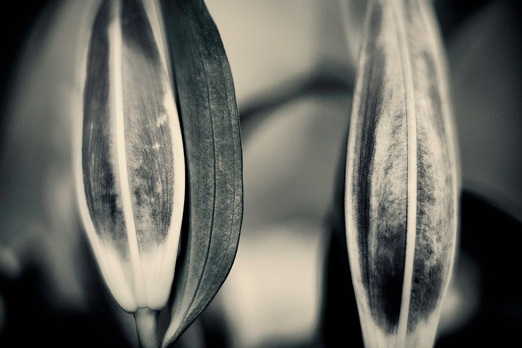 IMAGE: http://i418.photobucket.com/albums/pp263/ThisIsHey/Lily_5.jpg