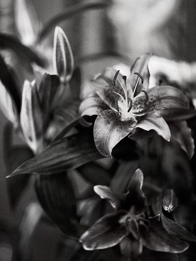 IMAGE: http://i418.photobucket.com/albums/pp263/ThisIsHey/Lily_7.jpg