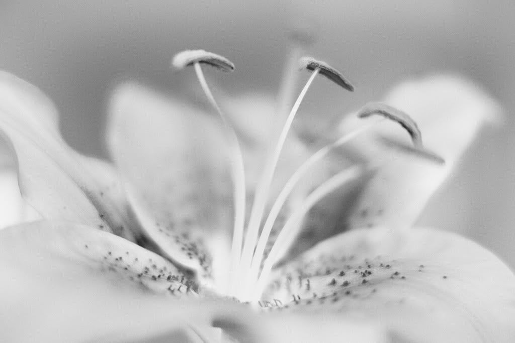 IMAGE: http://i418.photobucket.com/albums/pp263/ThisIsHey/Lily_8.jpg