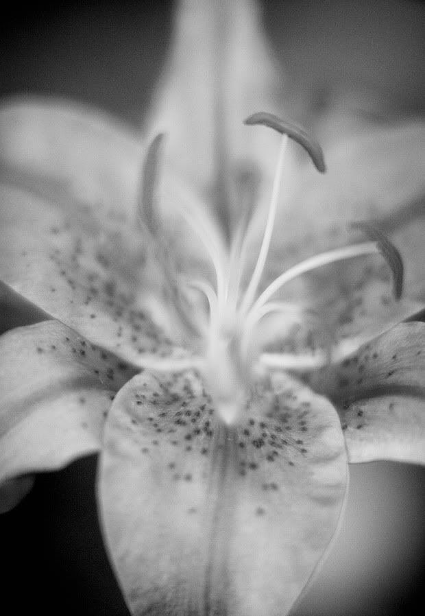 IMAGE: http://i418.photobucket.com/albums/pp263/ThisIsHey/Lily_9.jpg