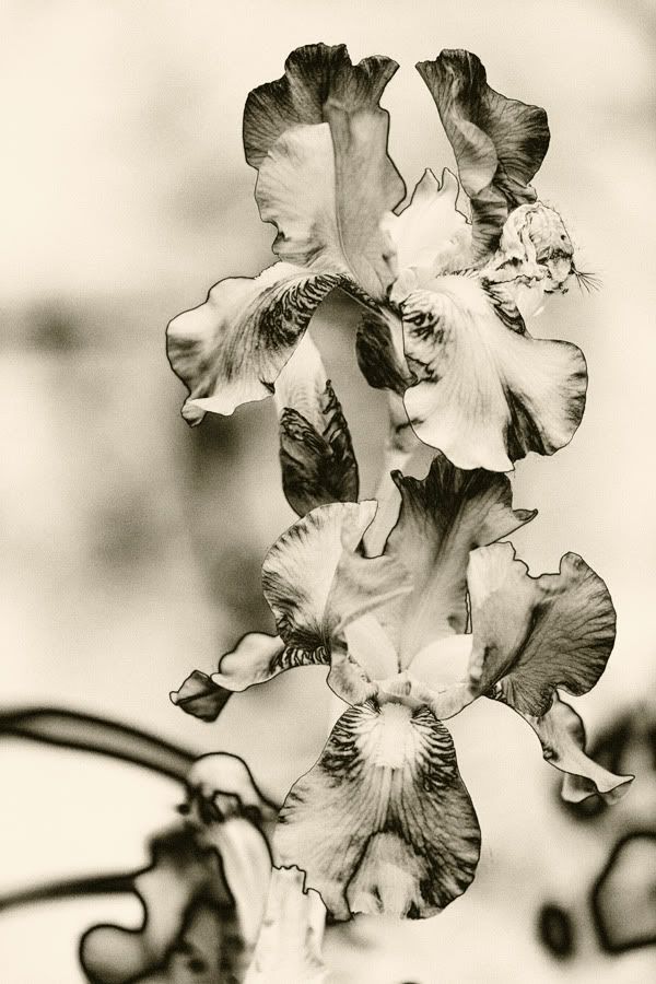 IMAGE: http://i418.photobucket.com/albums/pp263/ThisIsHey/Solar_11_Iris.jpg