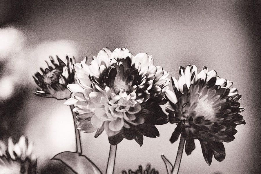 IMAGE: http://i418.photobucket.com/albums/pp263/ThisIsHey/Solar_12_BWFlowers.jpg