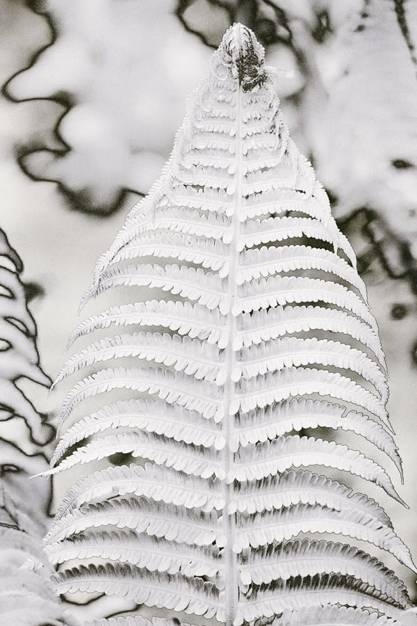 IMAGE: http://i418.photobucket.com/albums/pp263/ThisIsHey/Solar_7_SnowFern.jpg