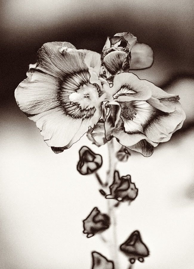 IMAGE: http://i418.photobucket.com/albums/pp263/ThisIsHey/Solar_8_Flower.jpg