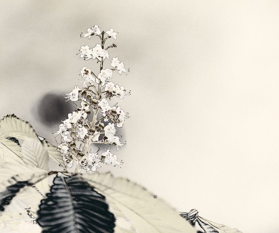 IMAGE: http://i418.photobucket.com/albums/pp263/ThisIsHey/Solar_9_Chestnut.jpg