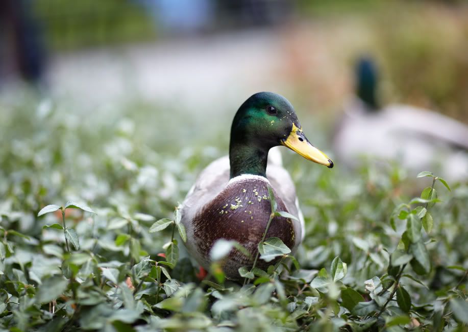 IMAGE: http://i418.photobucket.com/albums/pp263/ThisIsHey/ducky.jpg