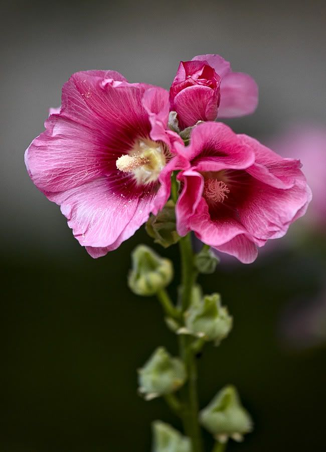 IMAGE: http://i418.photobucket.com/albums/pp263/ThisIsHey/flower2.jpg