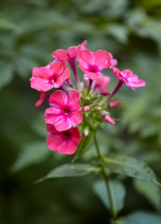 IMAGE: http://i418.photobucket.com/albums/pp263/ThisIsHey/flowers1.jpg