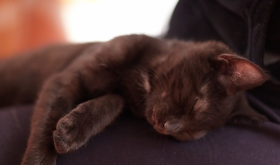 IMAGE: http://i418.photobucket.com/albums/pp263/ThisIsHey/kittysnooze.jpg