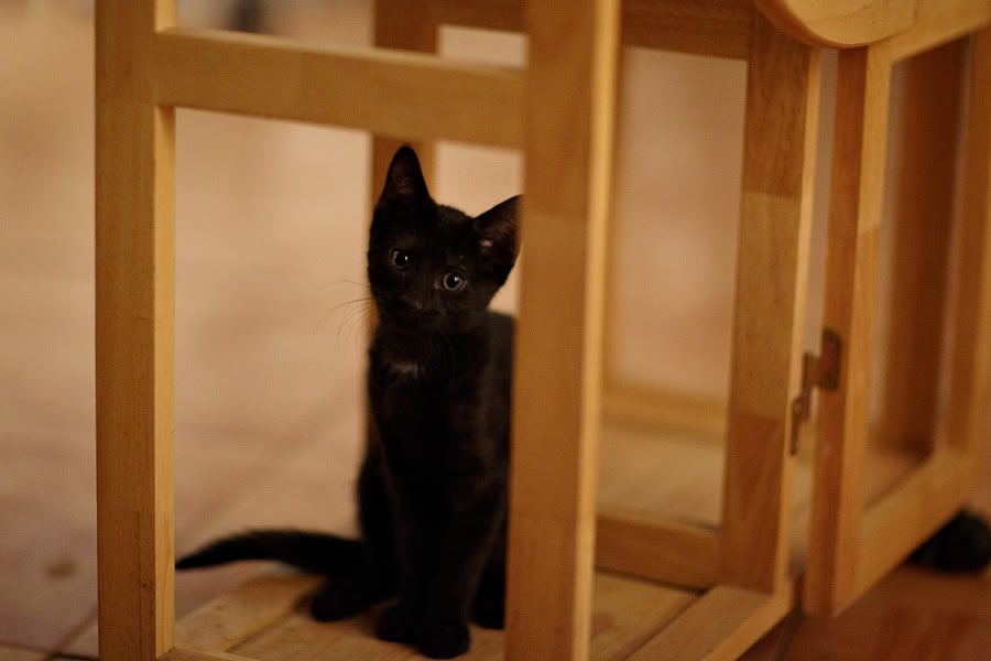 IMAGE: http://i418.photobucket.com/albums/pp263/ThisIsHey/kittystare.jpg