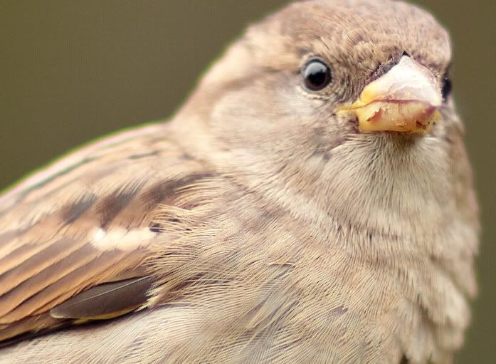 IMAGE: http://i418.photobucket.com/albums/pp263/ThisIsHey/sparrowcrop.jpg