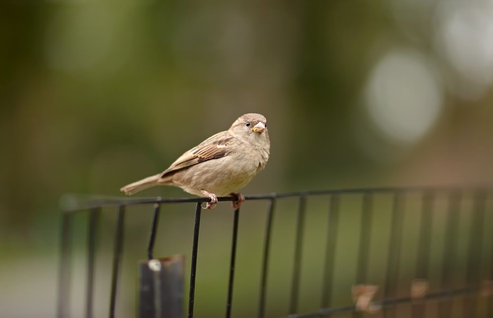 IMAGE: http://i418.photobucket.com/albums/pp263/ThisIsHey/sparrowff.jpg