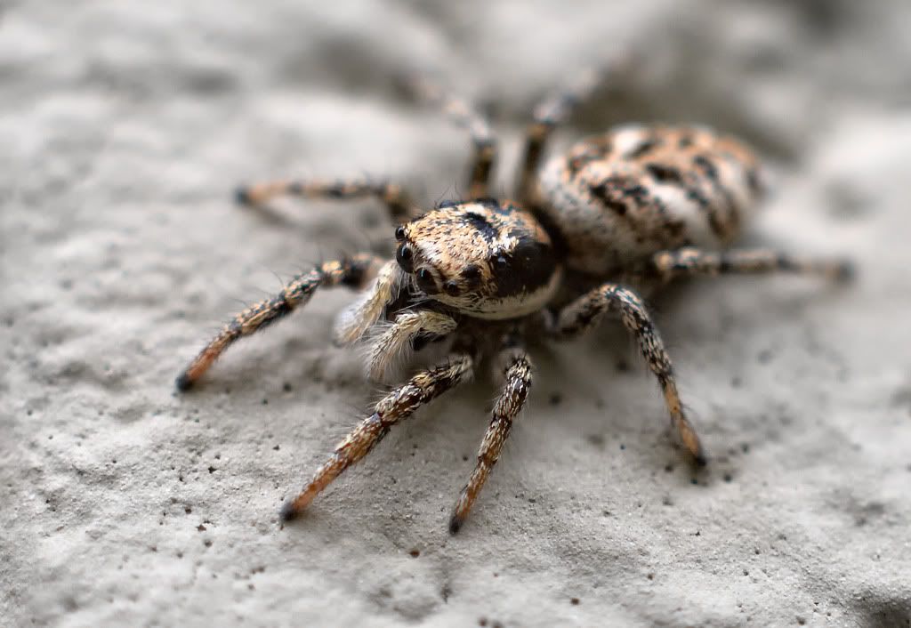 IMAGE: http://i418.photobucket.com/albums/pp263/ThisIsHey/spider.jpg