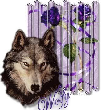 wolfy purple roses Pictures, Images and Photos