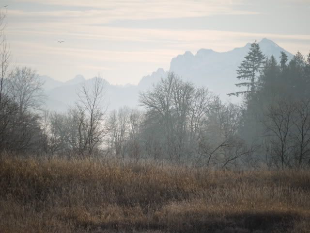 P1030047.jpg Mt. Pilchuck from Silvana field picture by Hjhusby