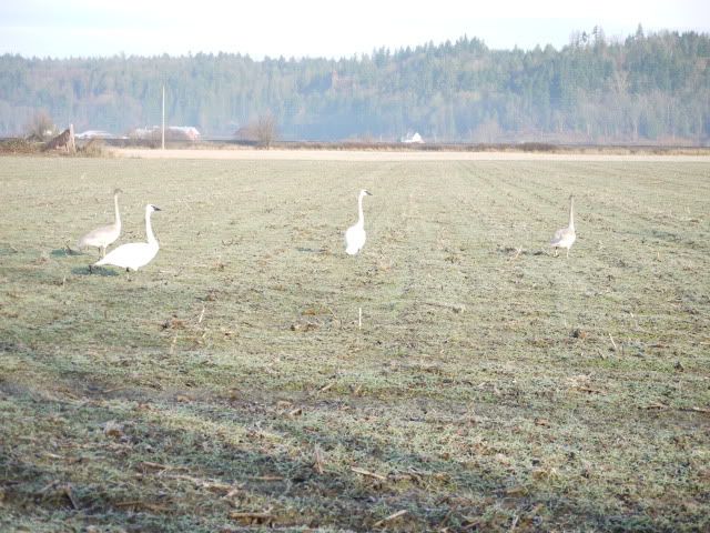 P1030069.jpg Swan family near Silvana picture by Hjhusby