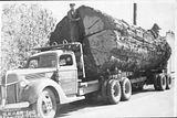 big log on truck