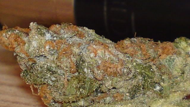 moldy weed pictures