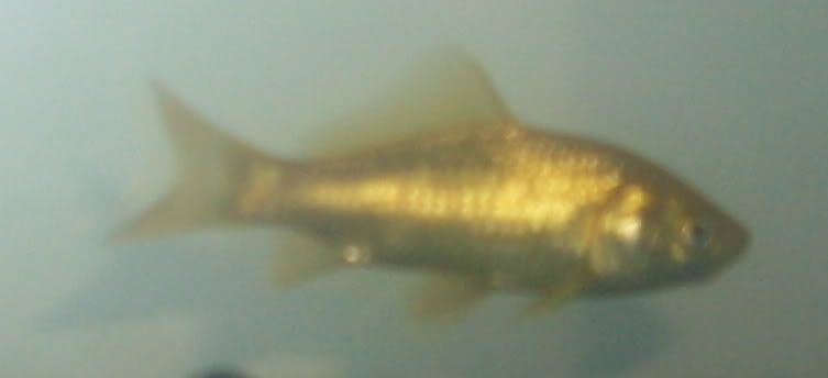 SDC12668.jpg