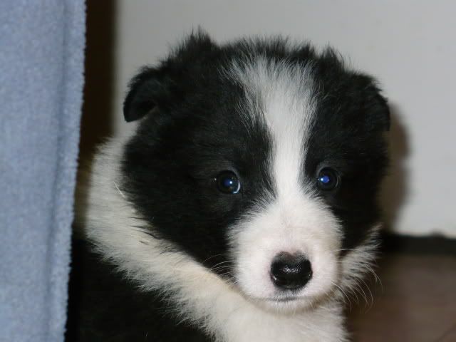 Bilbo Dog