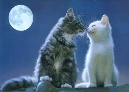 Kucing Love