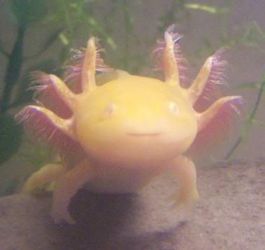 Baby Axolotl