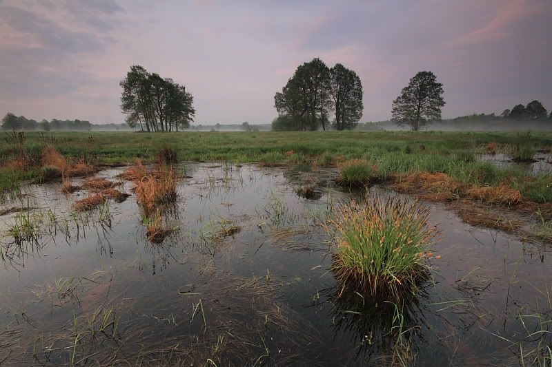 Dołączona grafika